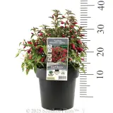 Fuchsia Electric Lights - Product photo