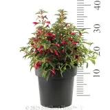Fuchsia Electric Lights - Reference photo