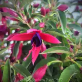 Fuchsia Electric Lights - Detail photo