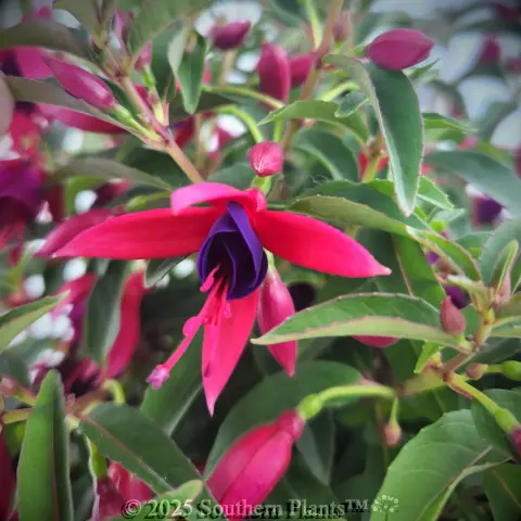 Fuchsia Electric Lights