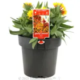 Copper Sun Blanketflower - Plant photo