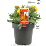 Copper Sun Blanketflower - Product photo