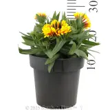 Copper Sun Blanketflower - Reference photo