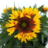 Copper Sun Blanketflower - Detail photo