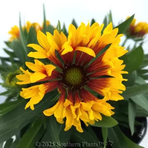 Copper Sun Blanketflower