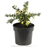 Gastrolobium Lemon Drops - Alt