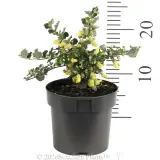 Gastrolobium Lemon Drops - Ruler