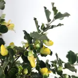 Gastrolobium Lemon Drops - Detail