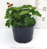 Geranium Zonal Assorted - Alt