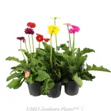 Gerbera - Plant photo