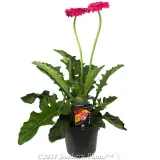 Gerbera - Alternate photo