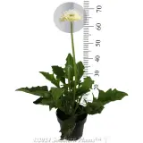 Gerbera - Product photo