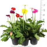 Gerbera - Reference photo