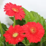 Gerbera - Detail photo