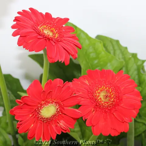 Gerbera