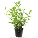 Goodenia Little Goodie - Plant photo