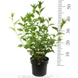 Goodenia Little Goodie - Product photo