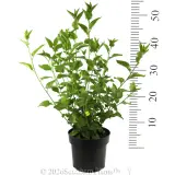 Goodenia Little Goodie - Reference photo