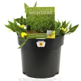 Goodenia Gold Cover - Plant photo