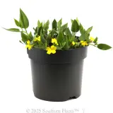 Goodenia Gold Cover - Alternate photo