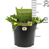 Goodenia Gold Cover - Product photo