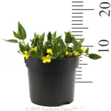 Goodenia Gold Cover - Reference photo