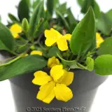 Goodenia Gold Cover - Detail photo
