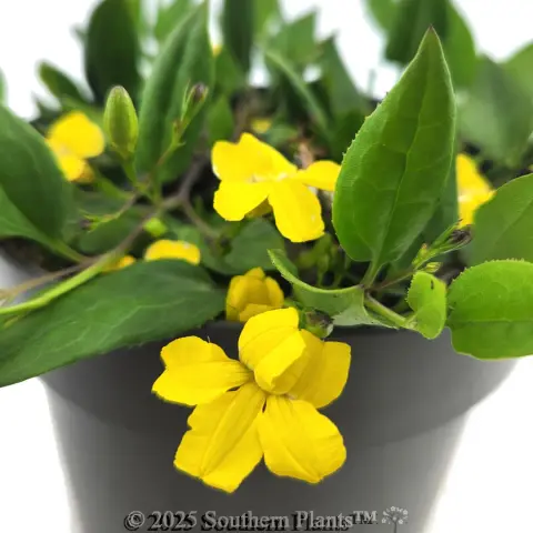 Goodenia Gold Cover