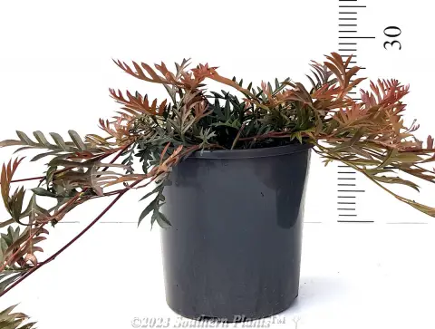 Grevillea Amazing Grace