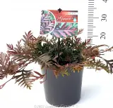 Grevillea Amazing Grace - Alt