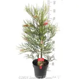 Grevillea Aphrodite's Dream - Product photo