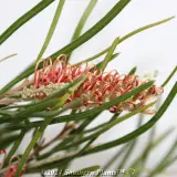 Grevillea Aphrodite's Dream - Detail photo
