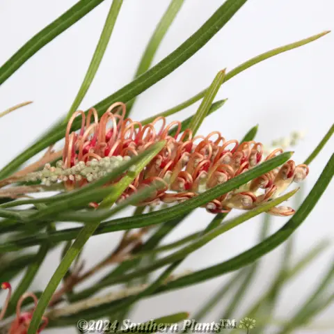 Grevillea Aphrodite's Dream