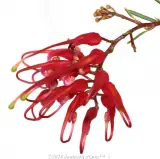 Baby Spider Net Grevillea - Reference photo