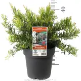 Grevillea Bonnie Prince Charlie - Product photo