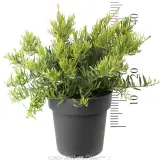Grevillea Bonnie Prince Charlie - Reference photo