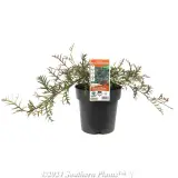Grevillea Bronze Rambler - Plant photo