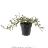 Grevillea Bronze Rambler - Alternate photo