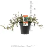 Grevillea Bronze Rambler - Product photo