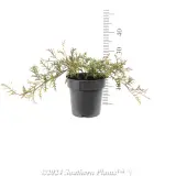Grevillea Bronze Rambler - Reference photo