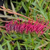 Grevillea Bronze Rambler - Detail photo