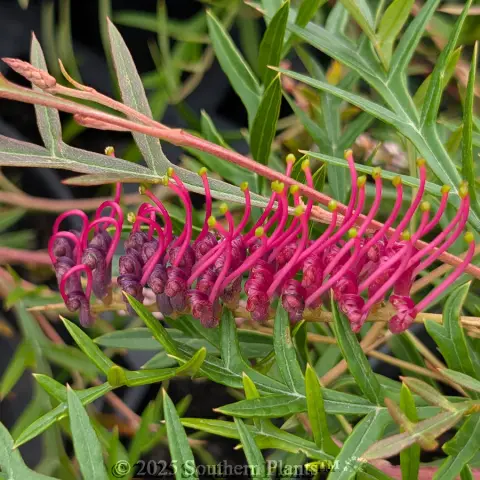 Grevillea Bronze Rambler