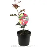 Grevillea Carpet Layer - Plant photo