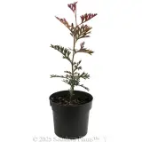 Grevillea Carpet Layer - Alternate photo