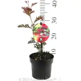 Grevillea Carpet Layer - Product photo