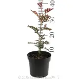 Grevillea Carpet Layer - Reference photo