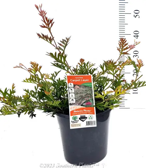 Grevillea Carpet Layer