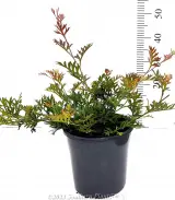 Grevillea Carpet Layer - Alt