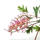 Grevillea Cherry Moon - Detail