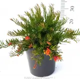 Grevillea Crackles - Primary